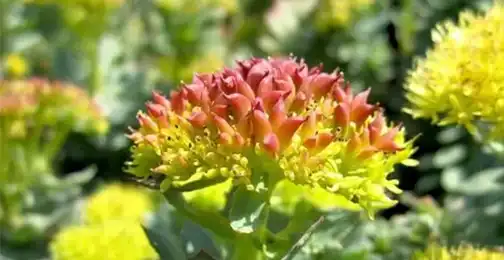 How Do You Use Rhodiola Rosea Extract Powder?